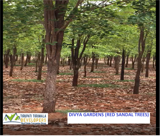 Residential Plot for Sale of Plot 900 Sq.ft in Divya Gardens Red Sandal Trees Yerpudu Tirupati by Krnadiu Residential Plot for Sale of Plot 900 Sq.ft in Divya Gardens Red Sandal Trees Yerpudu Tirupati by Krnadiu