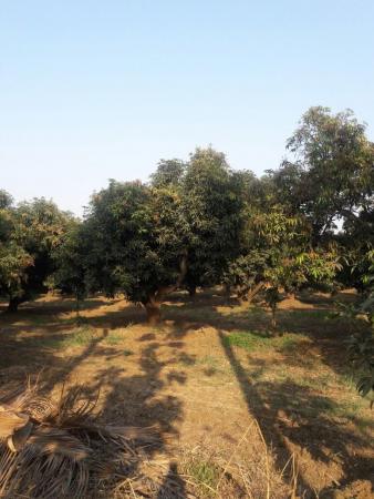 Built-up 825 Sq.Meter Agricultural Land for Sale in Abrama Valsad by Namrata Desai Built-up 825 Sq.Meter Agricultural Land for Sale in Abrama Valsad by Namrata Desai