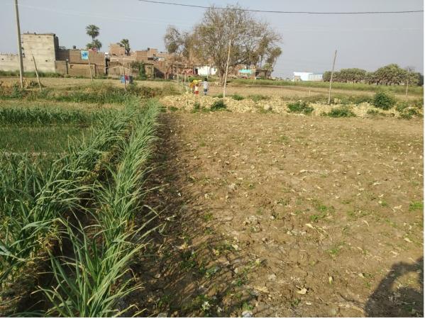 Residential Plot for Sale of Plot 1200 Sq.ft in Bairia Patna by Gaurav Kumar Residential Plot for Sale of Plot 1200 Sq.ft in Bairia Patna by Gaurav Kumar