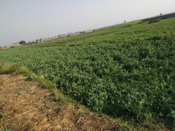 Residential Plot for Sale of Plot 2400 Sq.ft in Ranipur Patna by Gaurav Kumar Residential Plot for Sale of Plot 2400 Sq.ft in Ranipur Patna by Gaurav Kumar